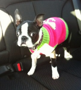 This puppy is cold just like you, so he carries with himself a cute sweater. So should you. Image copyright